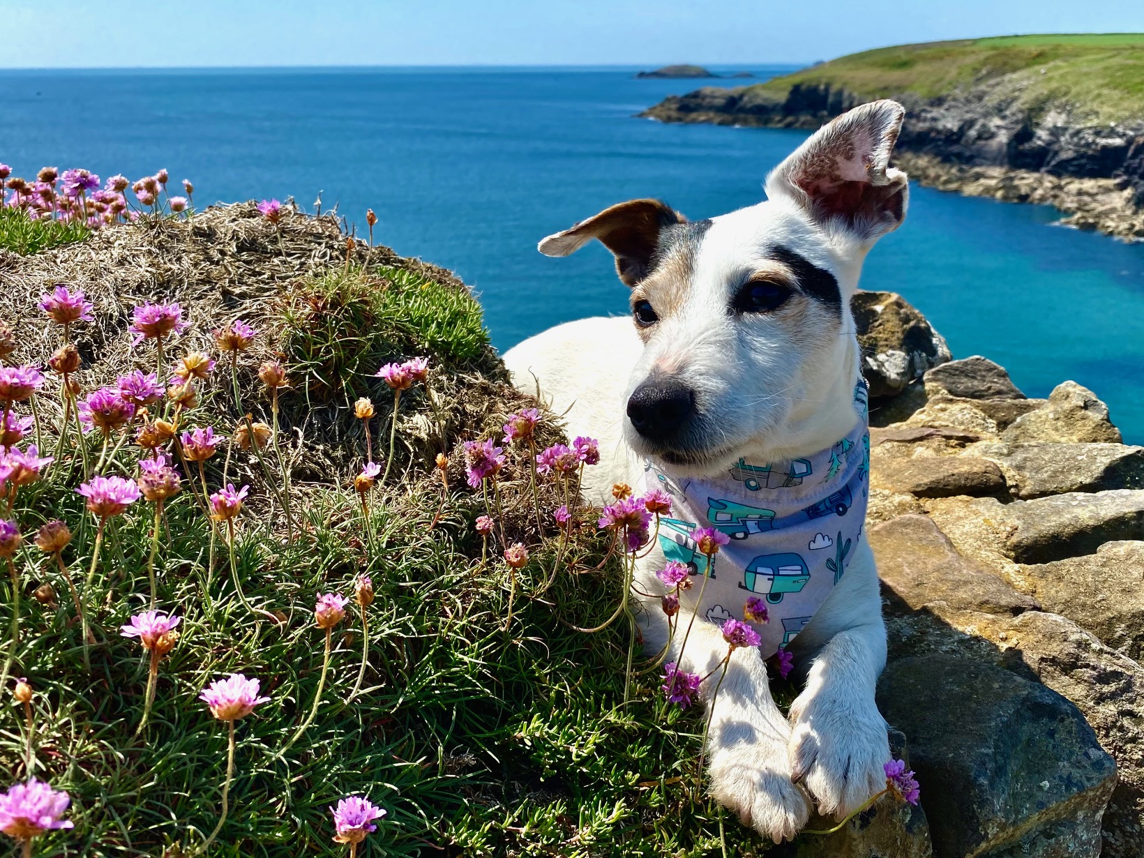 Camping In St Davids Pembrokeshire