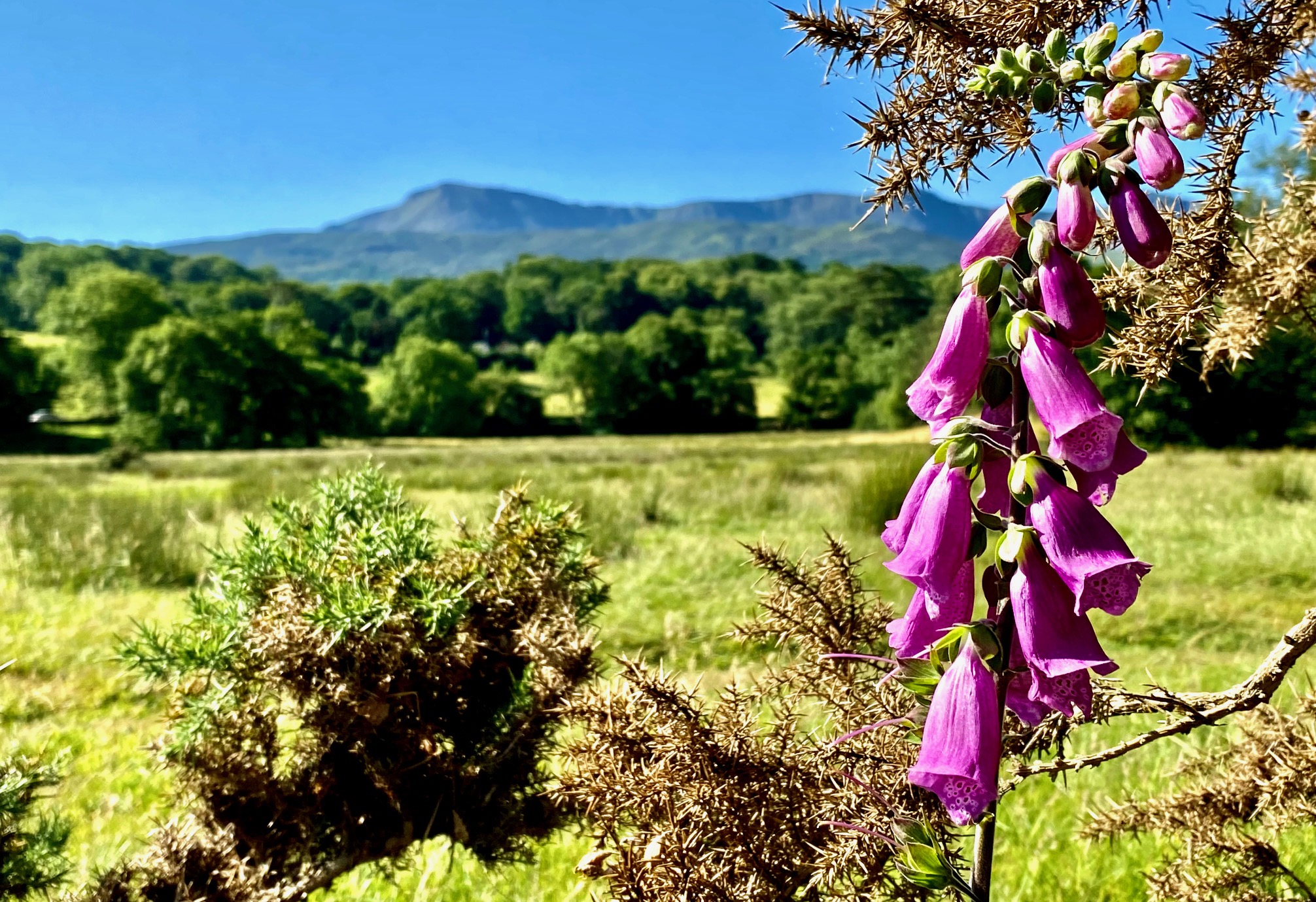 Nature on the North Wales Way